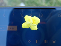 Diplotaxis tenuifolia