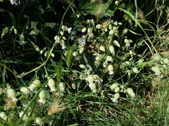 Silene vulgaris