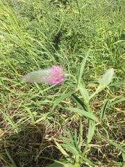 Trifolium purpureum