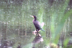 Phalacrocorax carbo