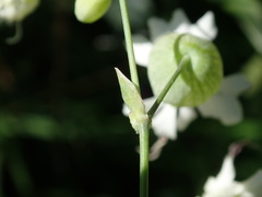 Silene vulgaris