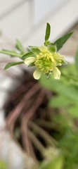 Geum virginianum