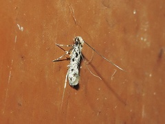 Tineidae