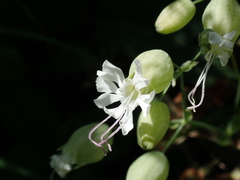 Silene vulgaris