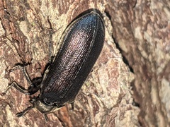 Sandalus petrophya