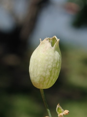 Silene vulgaris