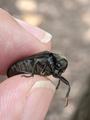 Sandalus petrophya