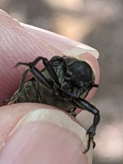 Sandalus petrophya