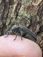 Sandalus petrophya