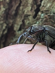 Sandalus petrophya