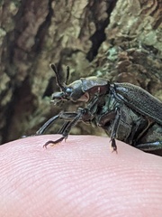 Sandalus petrophya