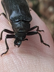Sandalus petrophya