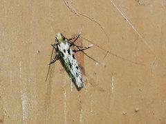 Tineidae