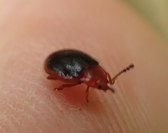 Stenotarsus hispidus