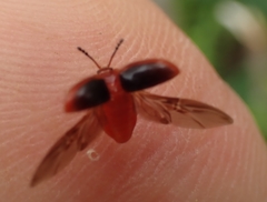 Stenotarsus hispidus