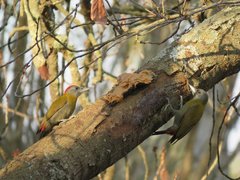 Chloropicus griseocephalus