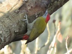 Chloropicus griseocephalus