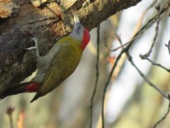 Chloropicus griseocephalus