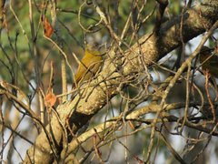 Chloropicus griseocephalus