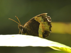 Pedaliodes pelinna