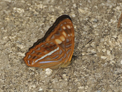 Adelpha olynthia