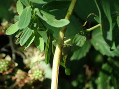 Hypericum perforatum