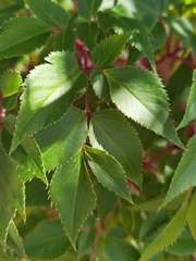 Myrrhidendron donnellsmithii
