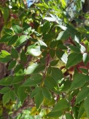 Myrrhidendron donnellsmithii