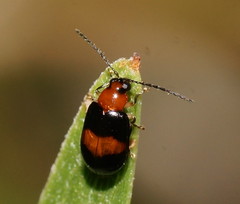 Monolepta rubrofasciata
