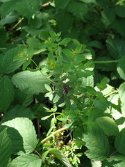 Hypericum perforatum
