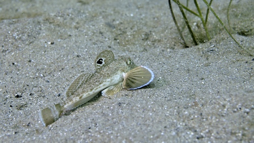 Lepidotrigla papilio