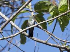 Chionomesa fimbriata