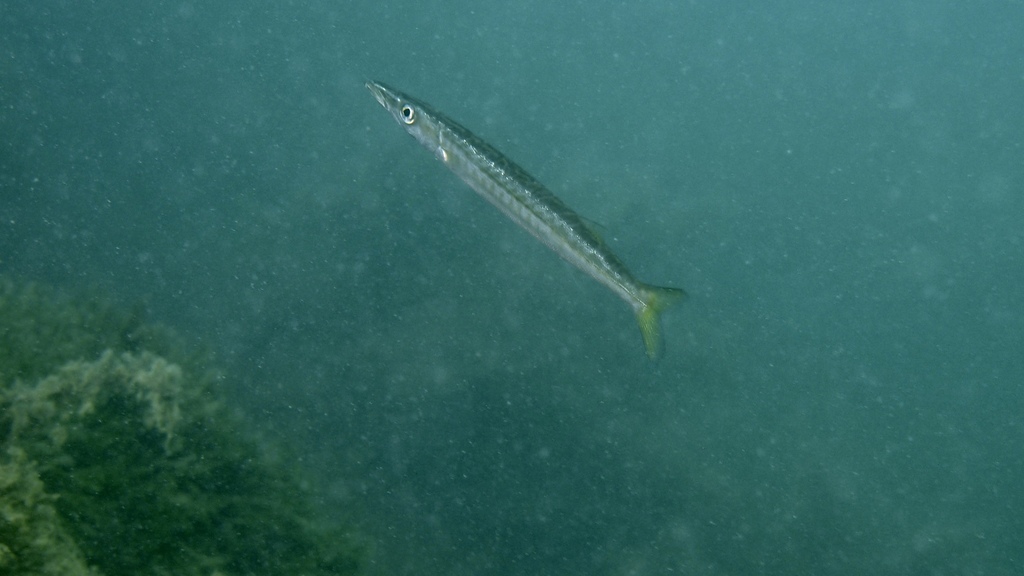 Snook (Sphyraena novaehollandiae) · iNaturalist Australia