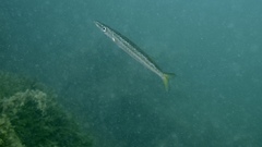 Shortfinned Barracuda photo 5