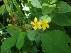 Hypericum perforatum