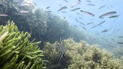 Trachinops caudimaculatus