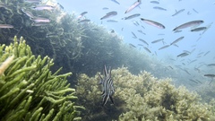 Trachinops caudimaculatus