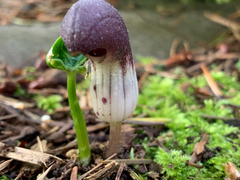 Arisarum
