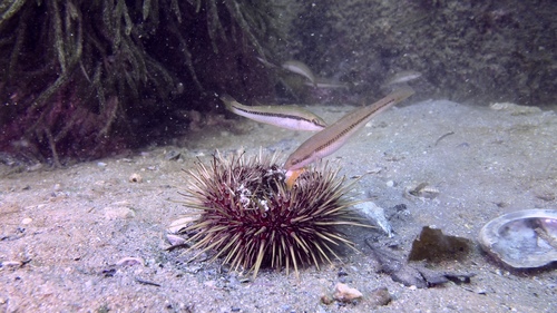Neoodax balteatus