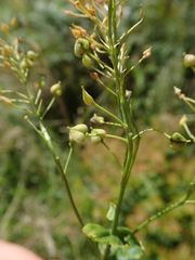 Lepidium draba