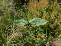 Lepidium draba