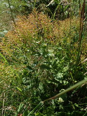 Lepidium draba