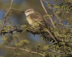 Black-Chested Prinia photo 4