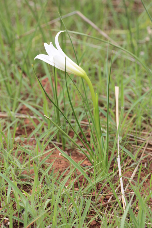 Crinum nubicum