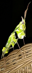 Idolomantis diabolica