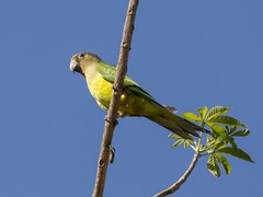 Eupsittula pertinax