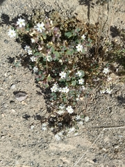 Drymaria holosteoides