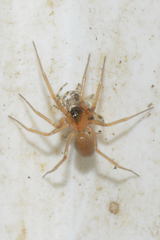 Walckenaeria corniculans