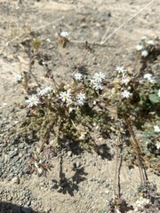 Drymaria holosteoides