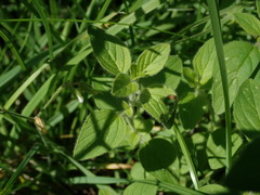 Origanum vulgare
